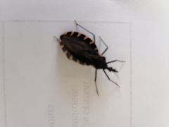 Triatoma mexicana