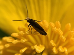 Lampronia fuscatella