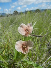 Commelina scabra