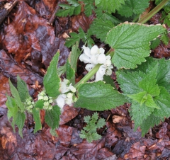 Lamium album