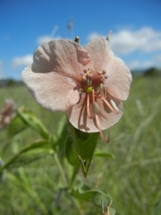 Commelina scabra
