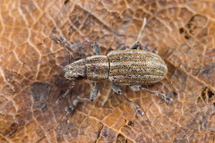 Sitona suturalis