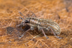 Sitona suturalis