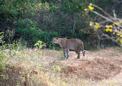 Panthera pardus kotiya