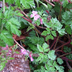 Geranium robertianum