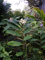 Hedychium flavescens