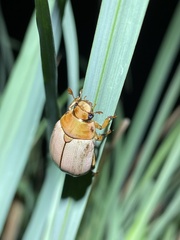 Mimela testaceoviridis