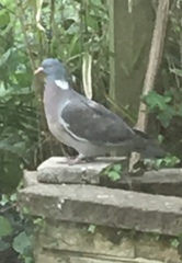 Columba palumbus
