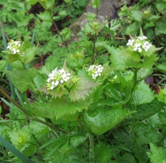 Alliaria petiolata