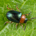 Knotweed Leaf Beetle - Photo (c) Nikolai Vladimirov, some rights reserved (CC BY-NC), uploaded by Nikolai Vladimirov