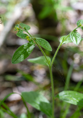Lithospermum tuberosum