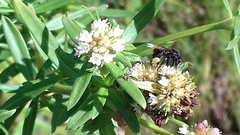 Frieseomelitta nigra