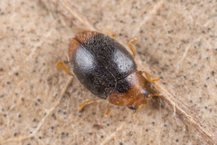 Scymnus ferrugatus