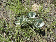 Asclepias nummularia