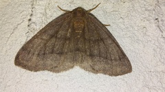 Lambdina pellucidaria