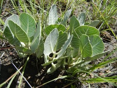 Asclepias nummularia