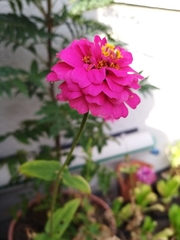 Zinniinae