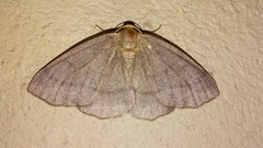 Lambdina pellucidaria