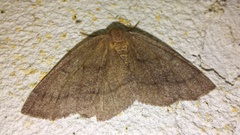 Lambdina pellucidaria