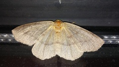 Lambdina pellucidaria