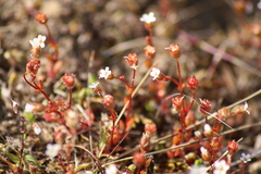 Saxifraga tridactylites