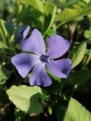 Vinca minor
