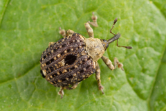 Cionus scrophulariae