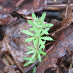 Galium aparine