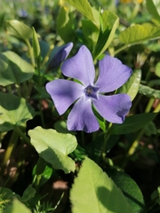 Vinca minor