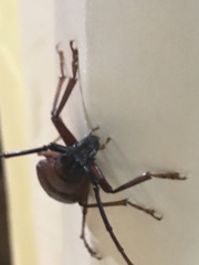 Dorysthenes granulosus