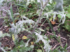 Golovinomyces fischeri