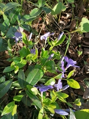 Vinca minor