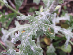Golovinomyces fischeri