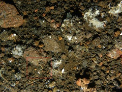Ectopleura
