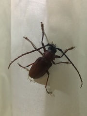 Dorysthenes granulosus