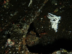Ectopleura