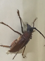 Dorysthenes granulosus