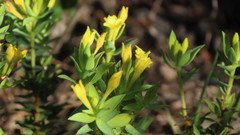 Gnidia styphelioides