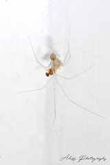 Micropholcus fauroti