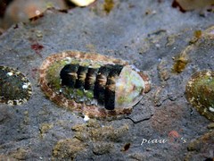 Ischnochiton comptus