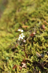 Romanzoffia thompsonii