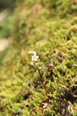 Romanzoffia thompsonii