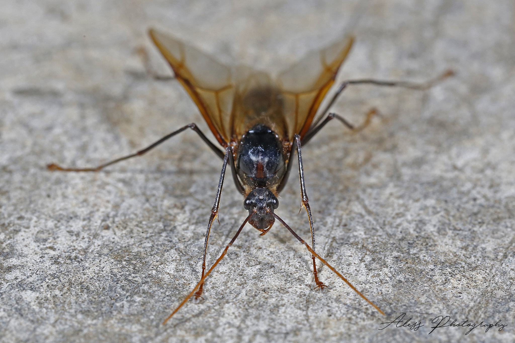 Dinomyrmex gigas
