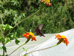 Papilio bianor