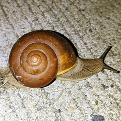 Ariophantidae