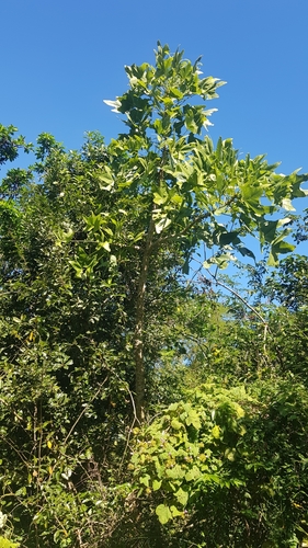 Image of Erythrina livingstoniana by (c) Suvarna Parbhoo Mohan, some rights reserved (CC BY-SA)