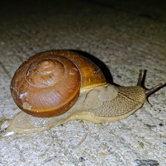Ariophantidae