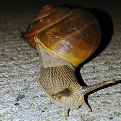Ariophantidae