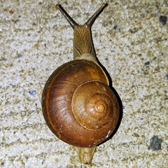 Ariophantidae
