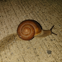 Ariophantidae